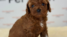 MİNNAK TOYPOODLE YAVRULAR